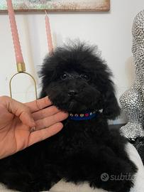 Barboncino Toy 6 mesi