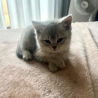 2 British Short Hair