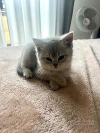 2 British Short Hair