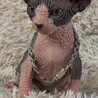 Sphynx cucciolo pedigree