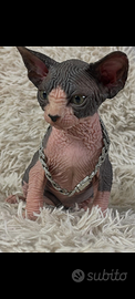 Sphynx cucciolo pedigree