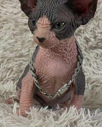 Sphynx cucciolo pedigree