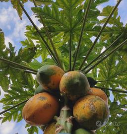 Papaya