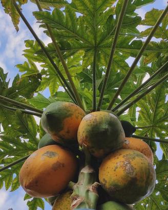 Papaya
