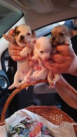 Chihuahua originali