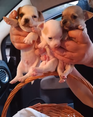 Chihuahua originali