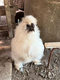 Galline
