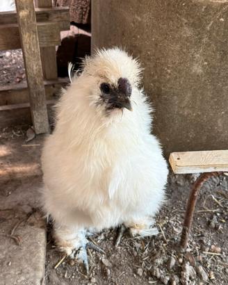 Galline