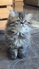 Gatto persiano