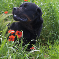 Spike un meraviglio cane che attende una famiglia