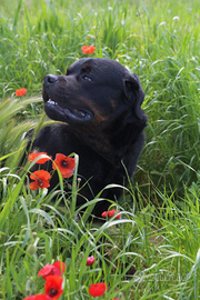 Spike un meraviglio cane che attende una famiglia