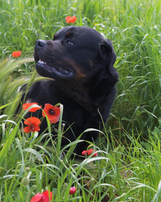 Spike un meraviglio cane che attende una famiglia