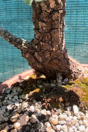 Quercia pre bonsai 2