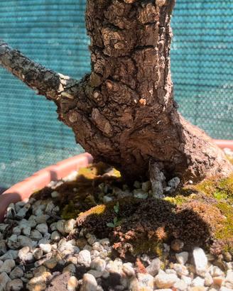 Quercia pre bonsai 2