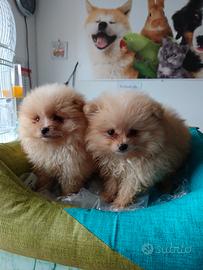 Pomerania spitz di tre mesi