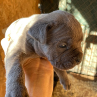 Cane corso
