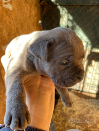 Cane corso