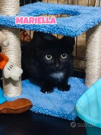 Mariella gattina nera di tre mesi