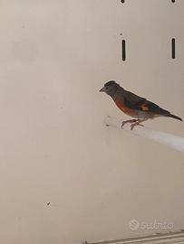 Cardinalino