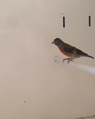 Cardinalino