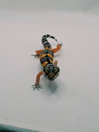 Black night carbon cross ph tremper