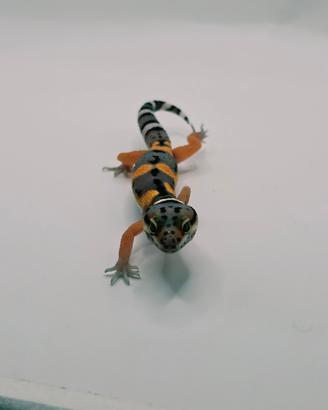 Black night carbon cross ph tremper