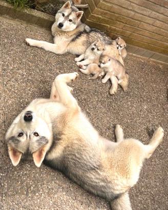 Cuccioli di Siberian Husky
