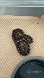 pitone reale femmina cinnamon het pied 2026
