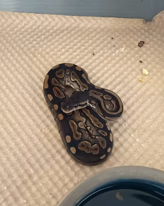 pitone reale femmina cinnamon het pied 2026