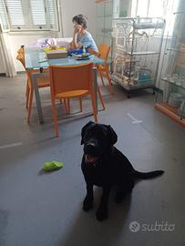 R.e.g.a.l.o Labrador con pedigree