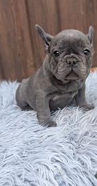 Bulldog francesi tan merle