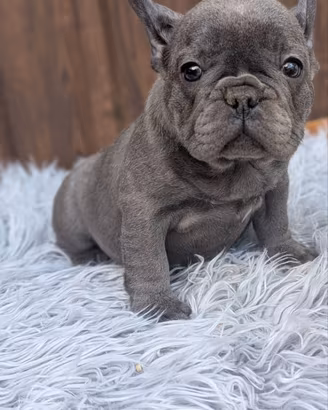 Bulldog francesi tan merle