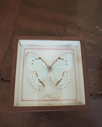 farfalla in teca , morpho catenaria  