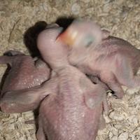 Pappagalli parrocchetti dal collare