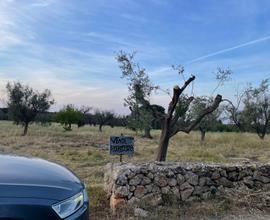 Terreno Edificabile uliveto 12000 metri quadrati