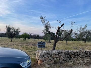 Terreno Edificabile uliveto 12000 metri quadrati