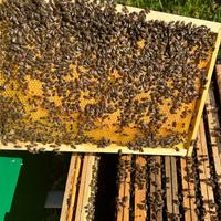 Nuclei d'Api nera sicula