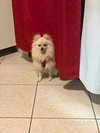 Cane pomerania nano