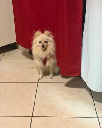Cane pomerania nano