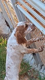 Cane da caccia
