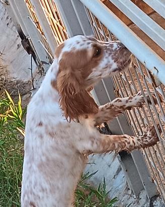 Cane da caccia