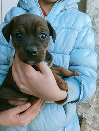 Cuccioli mix pincher