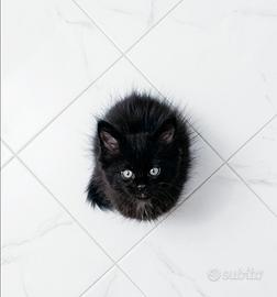 Splendido gattino nero