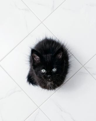 Splendido gattino nero