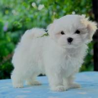 Maltese