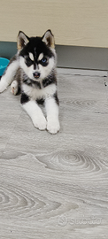 Femminuccia husky 2 mesi