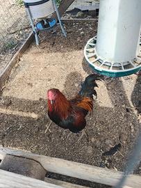 Gallo combattente