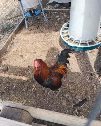 Gallo combattente