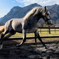 Cavallo Andaluso