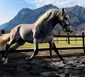 Cavallo Andaluso
